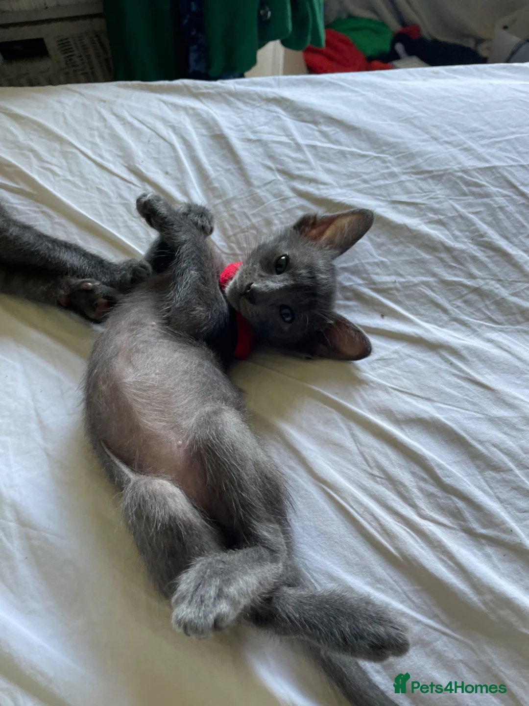 Oriental cats for sale: 7 stunning oriental kittens available now - Advert 2