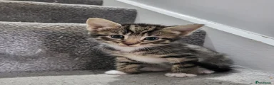 Striped tabby and white