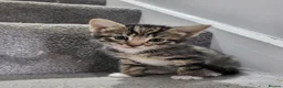 British Shorthair cats for sale: Kittens for sale in Canterbury - Advert 3