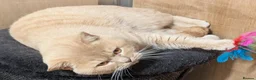 British Shorthair cats for sale: British Shorthair Cream Male (4 years) - Advert 4