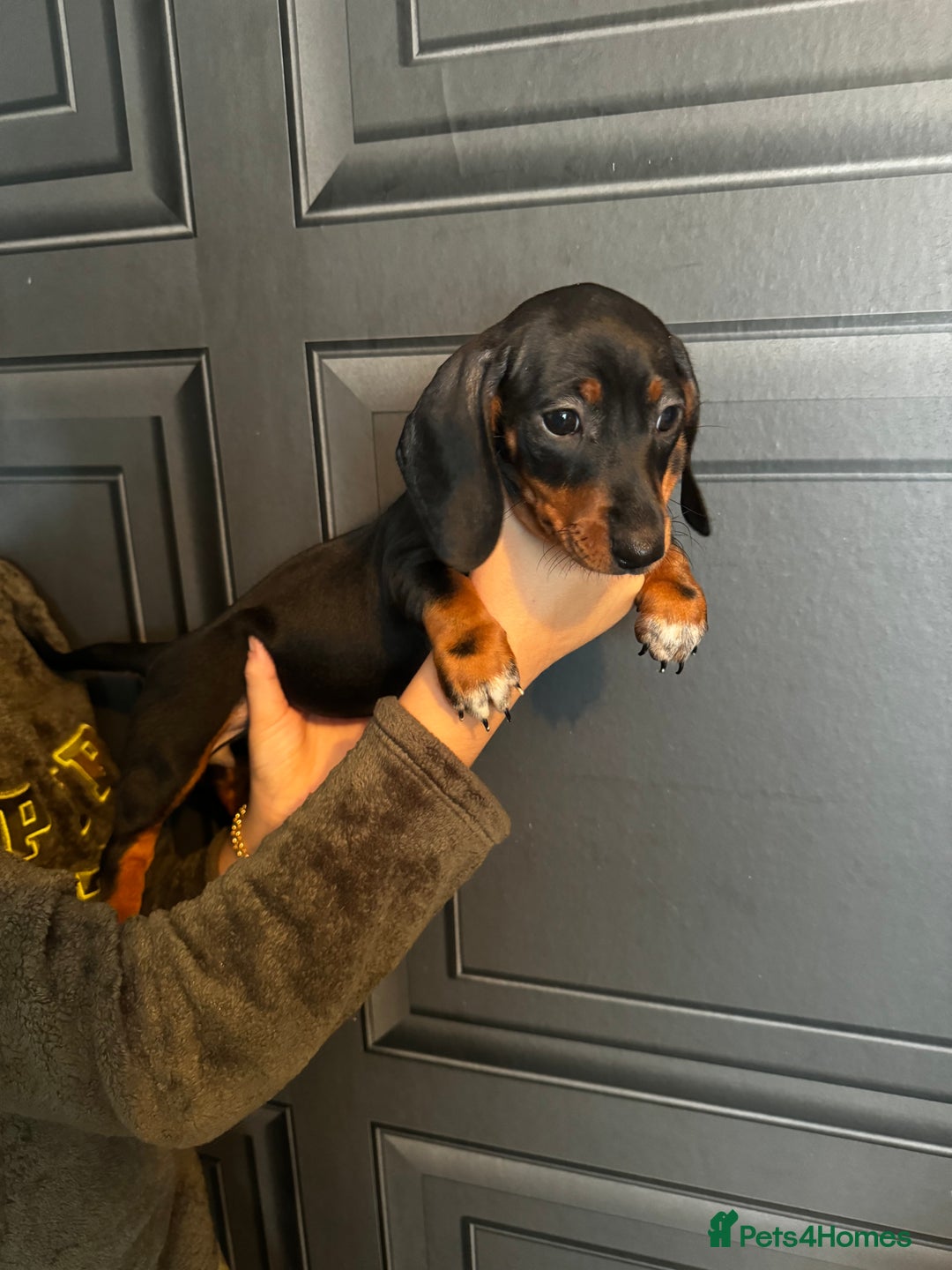 Miniature Dachshund dogs for sale: READY NOW MINI DACHSUND PUPS !!! - Image 9