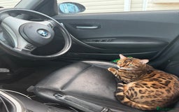 Bengal cats for sale: Beautiful bengal boy - Image 6