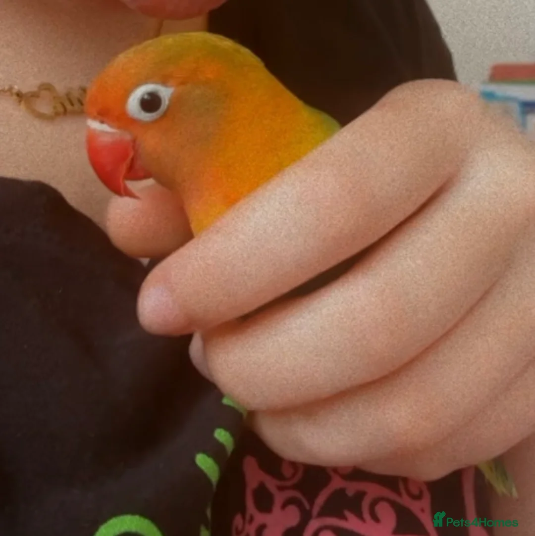 Lovebirds birds for sale: Beautiful baby lovebird  - Advert 1