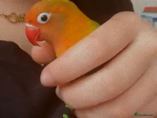 Lovebirds birds Beautiful baby lovebird - Advert 1