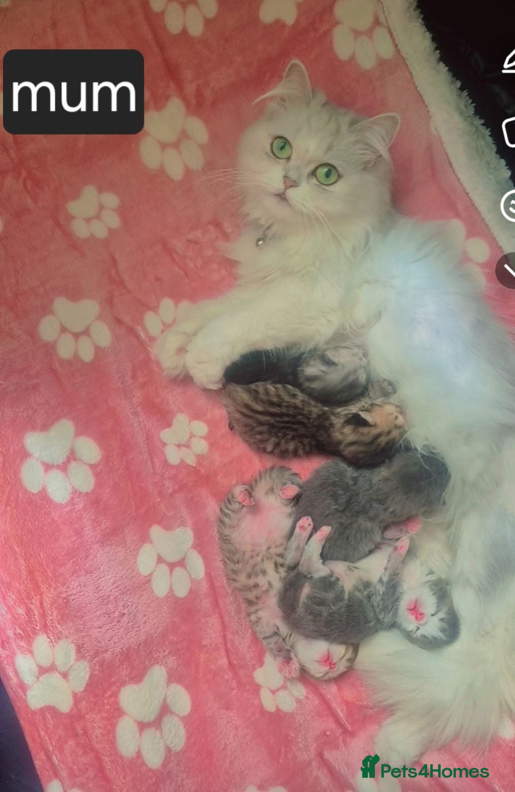 Persian cats 5 female Kitten for sale - Advert 3