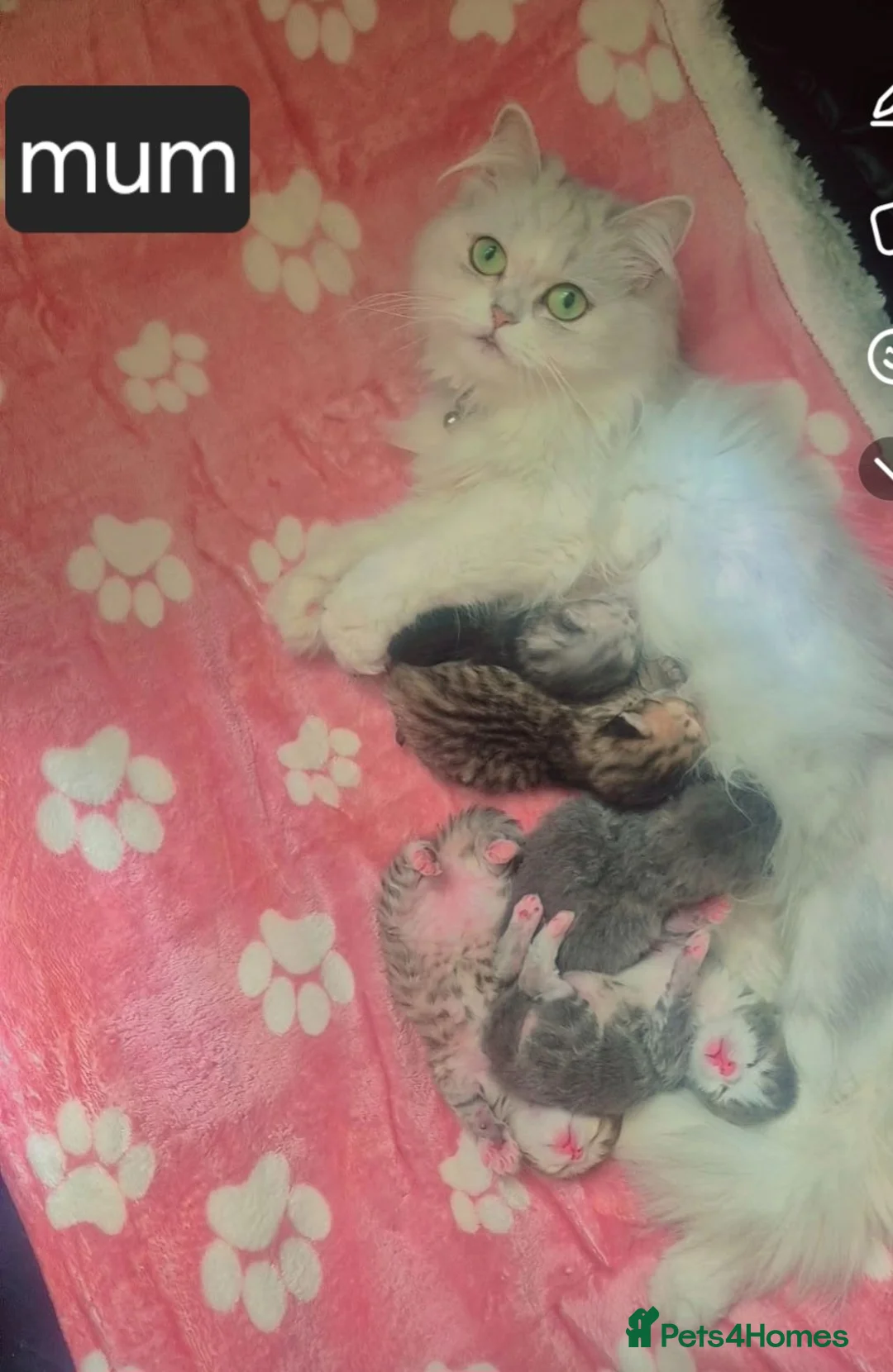 Persian cats for sale: 5 female Kitten for sale in Manchester - Advert 1