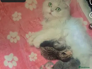 Persian cats 5 female Kitten for sale - Advert 1