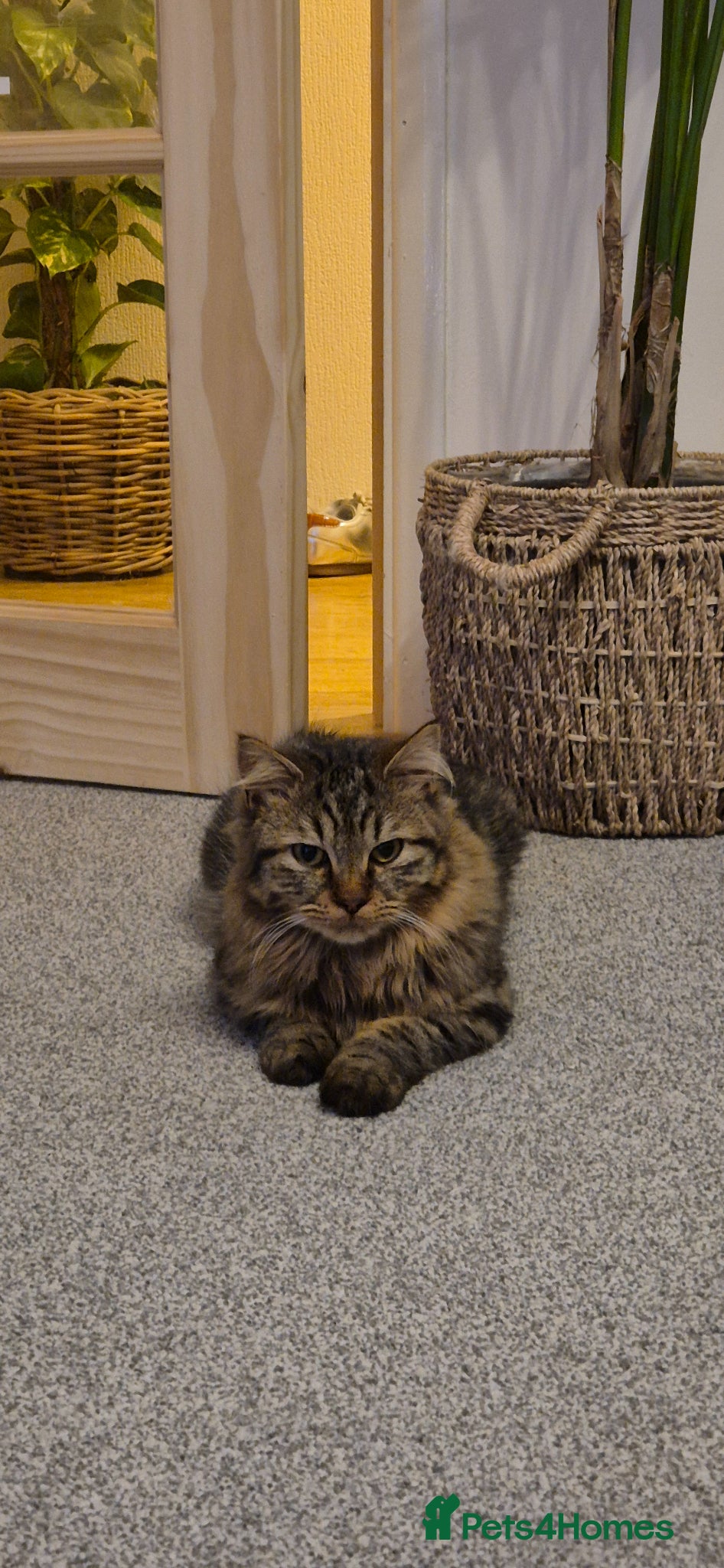 Mixed Breed cats Beautiful & friendly long haired cat - Advert 1