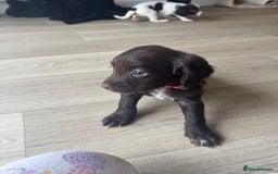 Sprocker dogs for sale: Sprocker spaniel puppy’s  - Image 14
