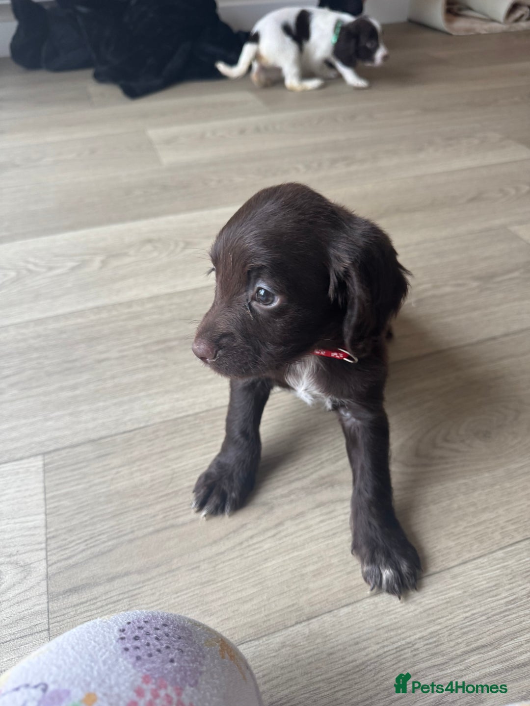 Sprocker dogs for sale: Sprocker spaniel puppy’s  - Image 14
