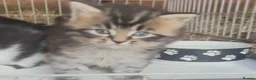 Mixed Breed cats for sale: Beautiful fluffy Kittens - Advert 6