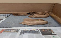 Labrador Retriever dogs for sale: KC Registered Working Labradors - Image 17