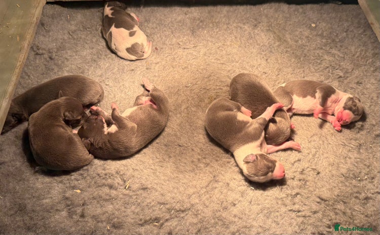 Whippet dogs Stunning Whippet puppies. - Advert 1