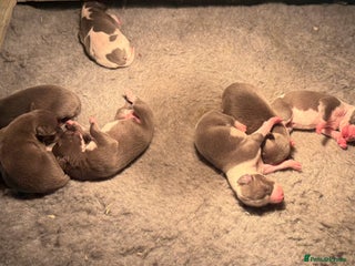 Whippet dogs Stunning Whippet puppies. - Advert 1