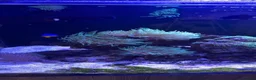 Other/Mixed Breed fish for sale: Marine tank full set up  - Advert 4