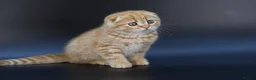 Scottish Fold cats for sale: LICENSED CATTERY, PURE BREED TOP QUALITY KITTENS - Advert 11