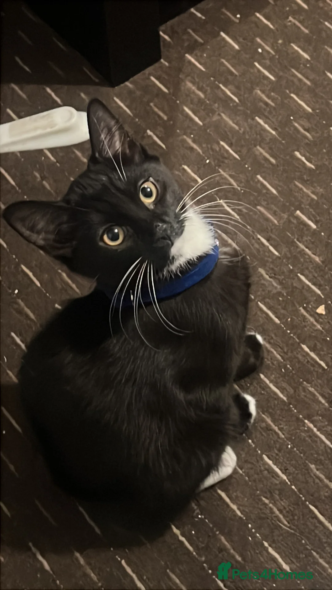 Mixed Breed cats for sale: cute kittens looking for new home  - Advert 2