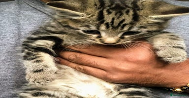 Mixed Breed cats Super gorgeous Ragdoll x Bengal kittens ready now - Advert 6