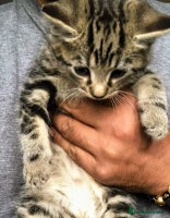 Mixed Breed cats Super gorgeous Ragdoll x Bengal kittens ready now - Advert 13