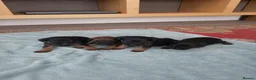 Border Terrier dogs for sale: Border terrier puppies  - Advert 5