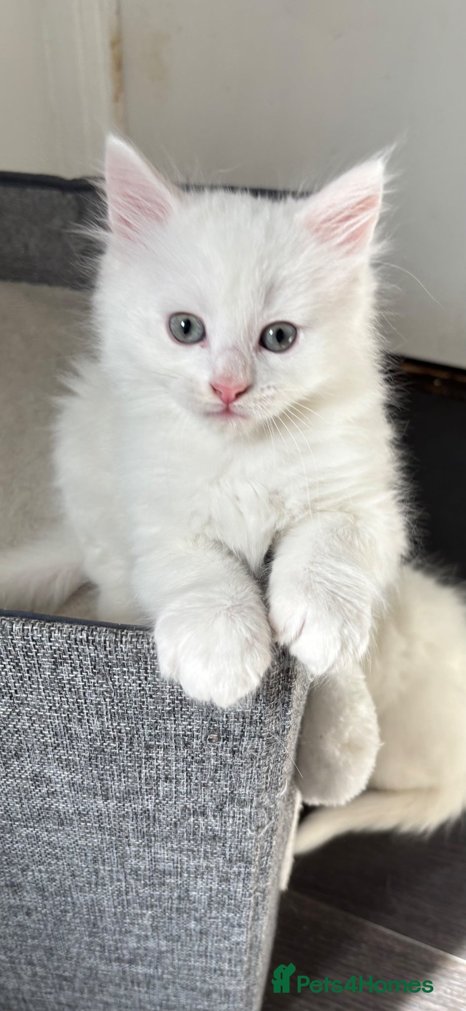 Mixed Breed cats Half Turkish van fluffy kittens! - Advert 14