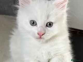 Mixed Breed cats Half Turkish van fluffy kittens! - Advert 14