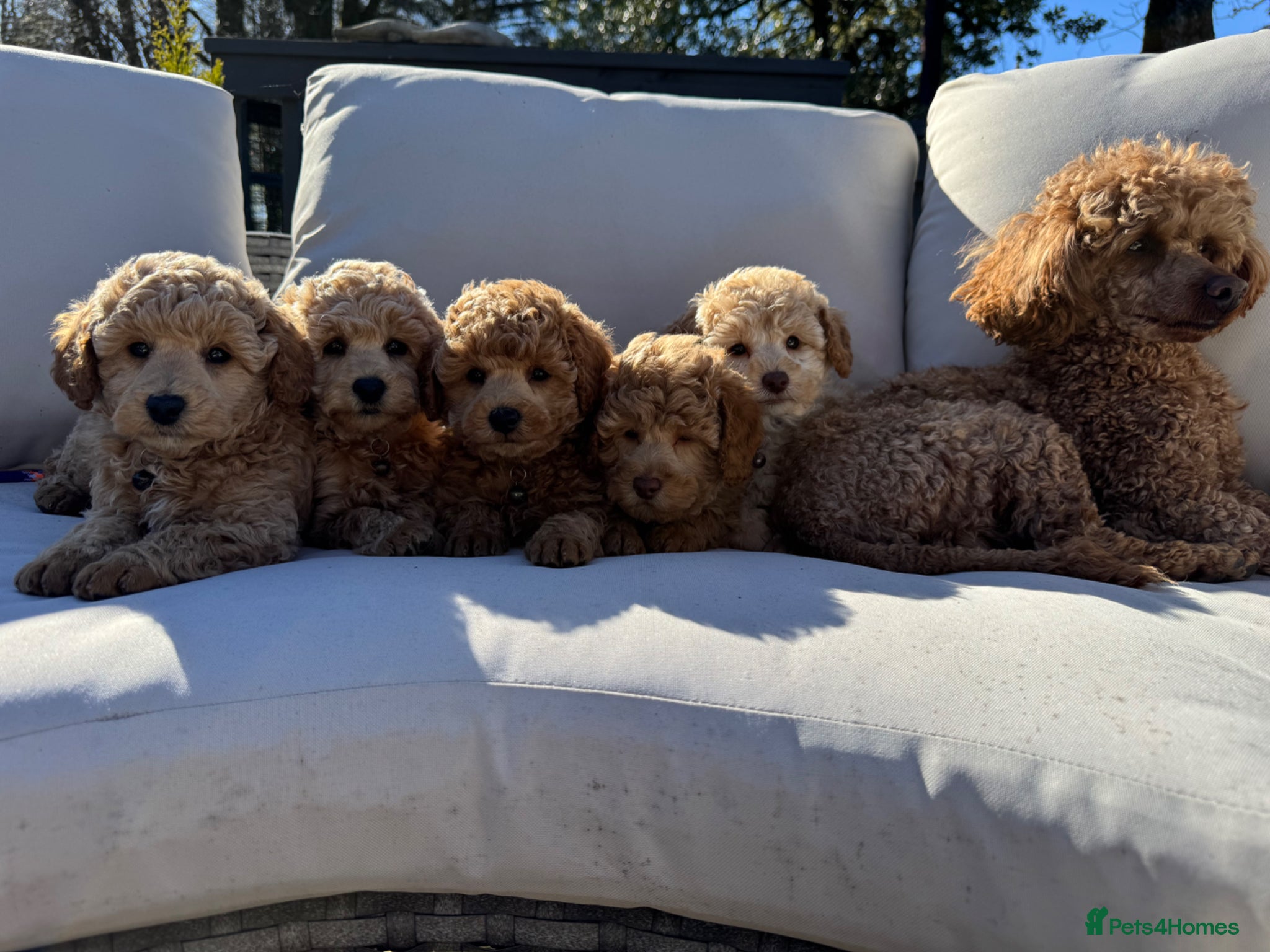 Toy Poodle dogs KC Pedigree Toy Poodle Puppies  - Advert 8