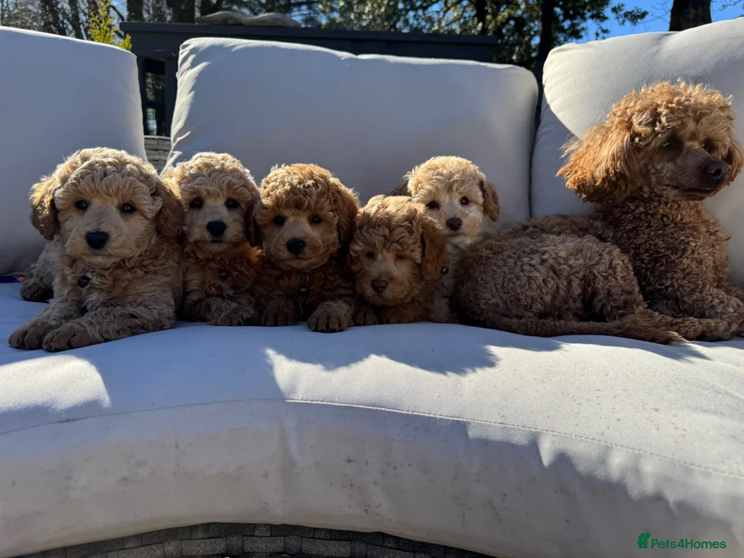 Toy Poodle dogs for sale: KC Pedigree Toy Poodle Puppies  - Advert 1
