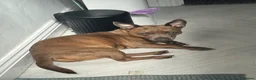 Mixed Breed dogs for sale: Staffy cross Chihuahua. 1 year old female  - Advert 1