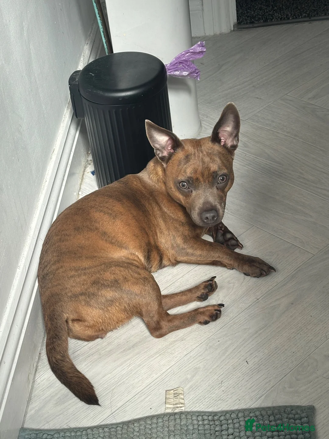 Mixed Breed dogs for sale: Staffy cross Chihuahua. 1 year old female  - Advert 1