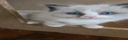 Ragdoll cats for sale: Ragdoll kittens Ready in 4 weeks in Birkenhead - Advert 2
