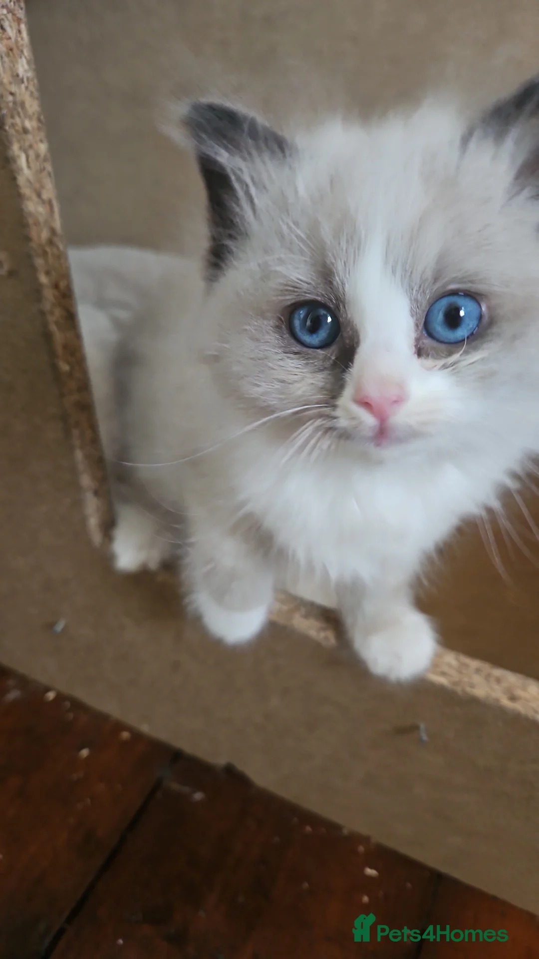 Ragdoll cats for sale: Ragdoll kittens Ready in 4 weeks in Birkenhead - Advert 2