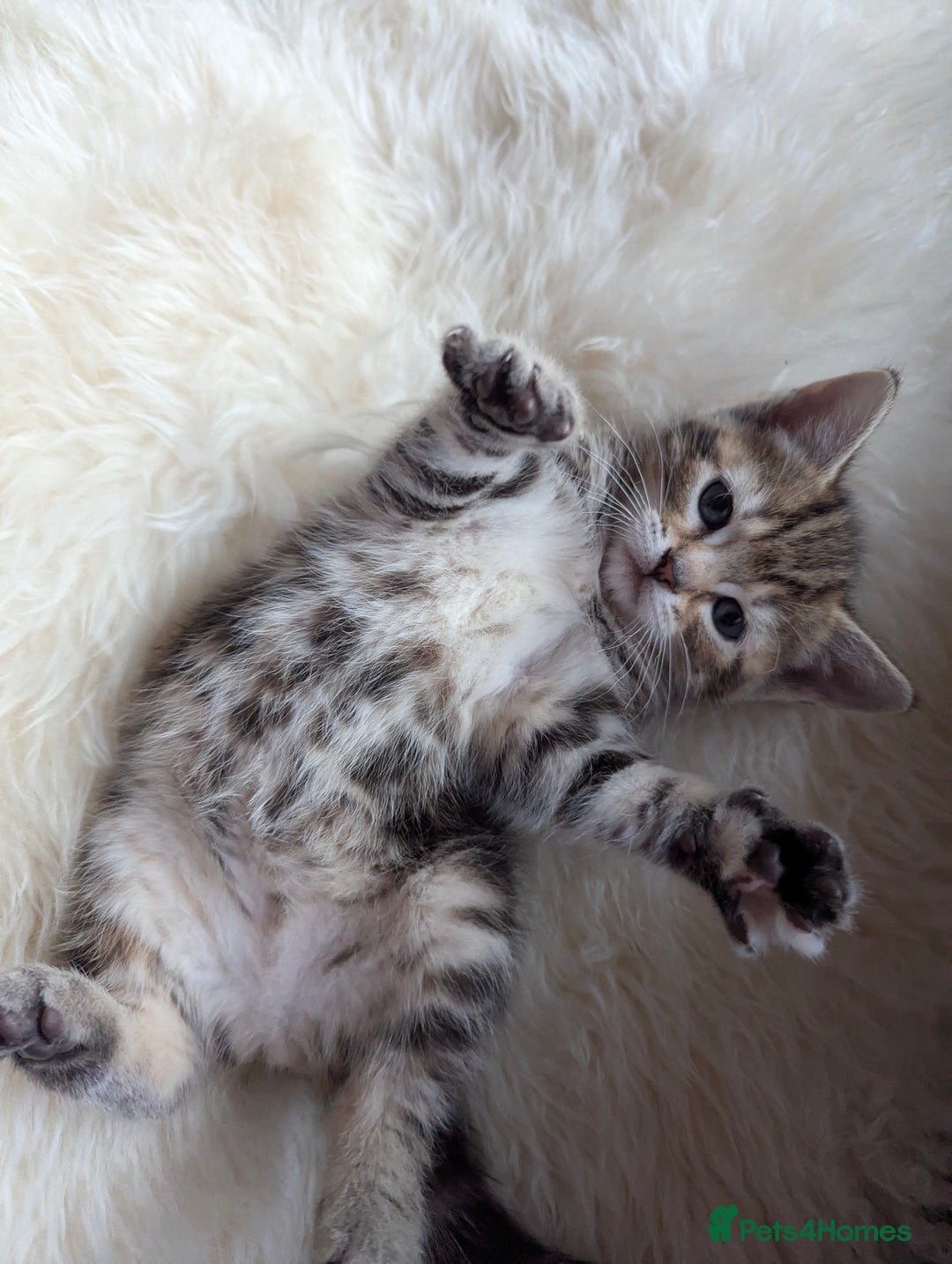 Mixed Breed cats for sale: Gorgeous kittens for sale £250 males £300 females - Advert 12