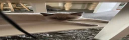 British Shorthair cats for sale: 💙 GCCF Blue Colourpoint BSH Kittens - Advert 4