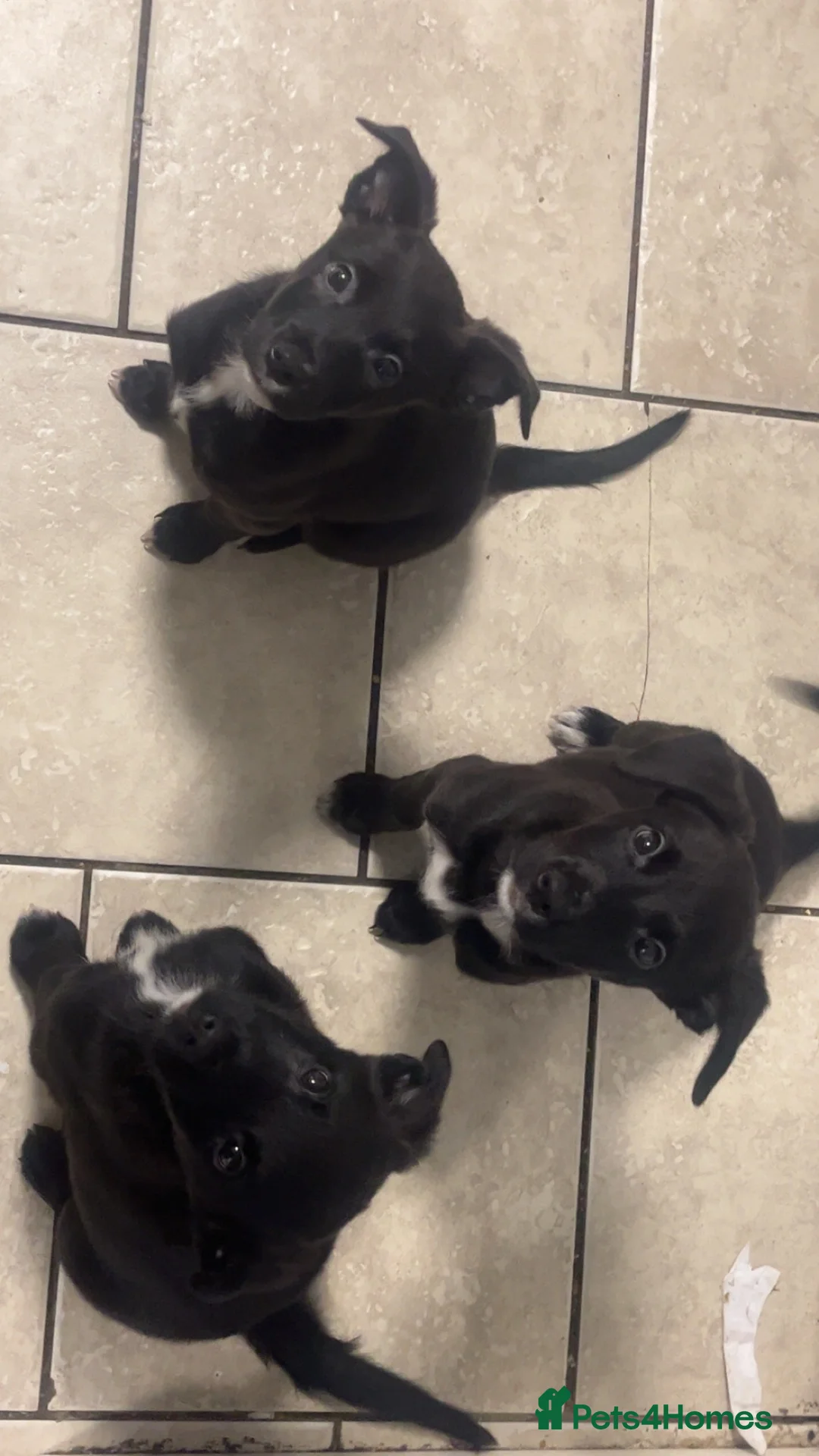Mixed Breed dogs for sale: Three mixed breed puppies for sale in Liverpool - Advert 2