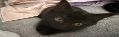 Domestic Shorthair 4