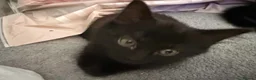 Domestic Shorthair cats for sale: Domestic tabby kittens  in Mexborough - Advert 5