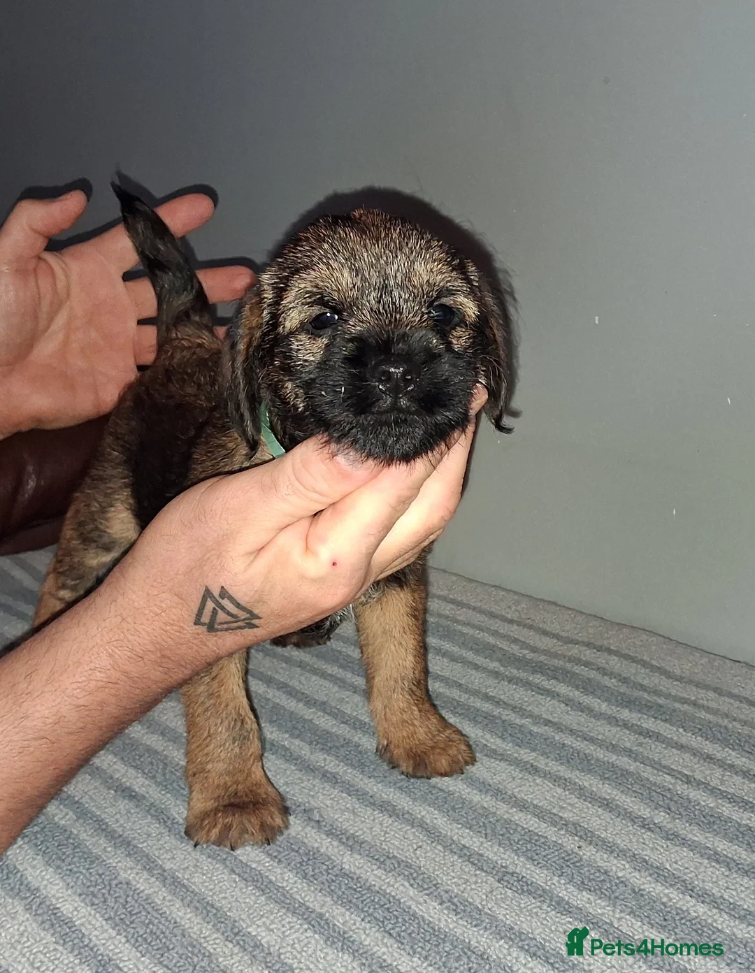 Border Terrier dogs for sale: Kc Reg Border Terrier Puppies  - Advert 11