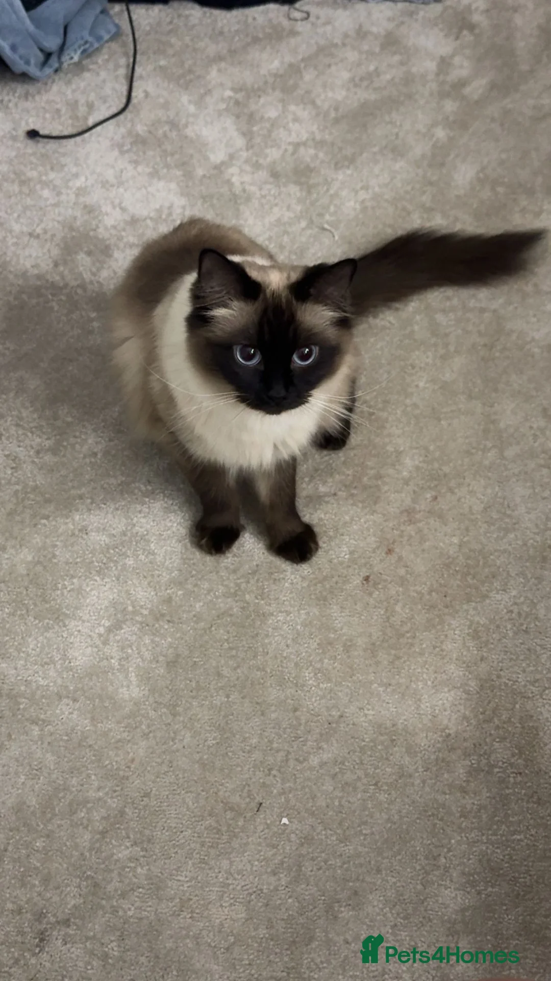 Ragdoll cats for sale: Ragdoll cross in King's Lynn - Advert 2