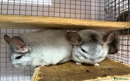 Chinchilla rodents for sale: Chinchillas  - Image 3