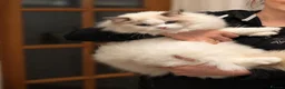 Ragdoll cats for sale: TICA Champion Bloodline Ragdoll Kittens - Advert 5
