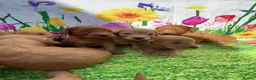 Cockapoo dogs for sale: Stunning toy cockapoo puppy’s  - Advert 6