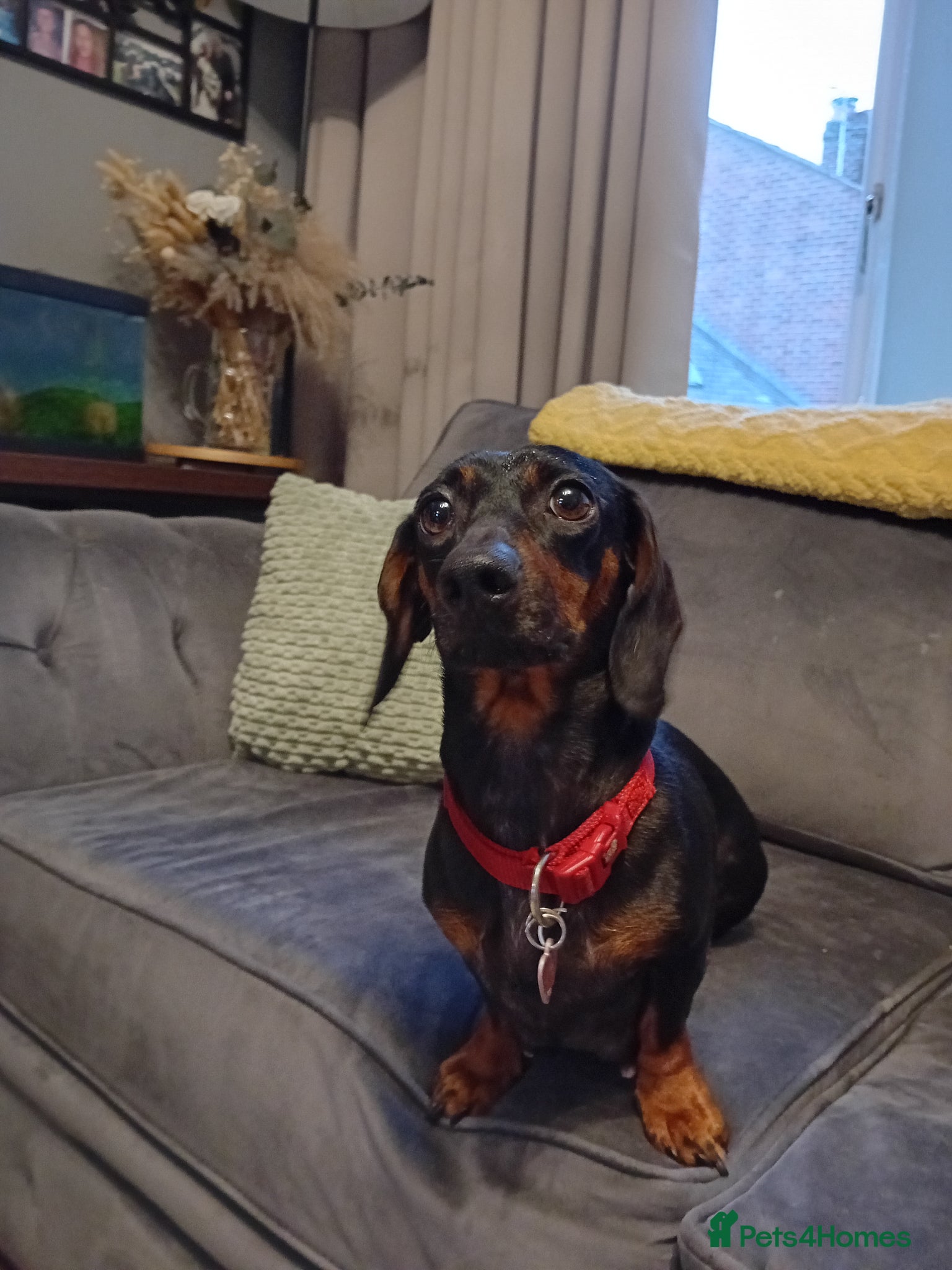 Dachshund dogs Fab puppies,both mum and dad are our family pet's - Advert 1