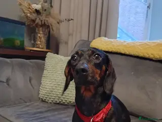 Dachshund dogs Fab puppies,both mum and dad are our family pet's - Advert 1