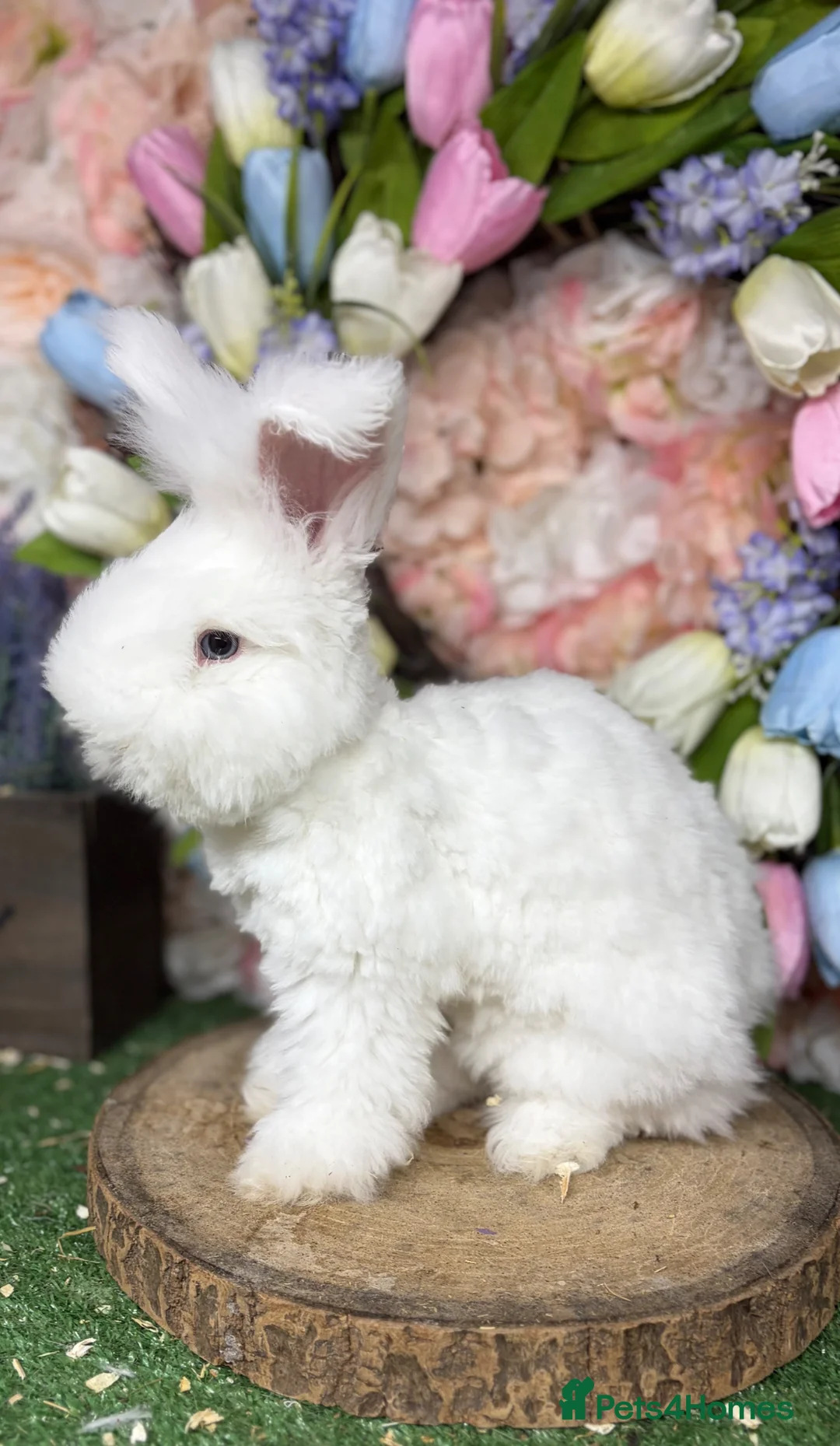 Angora rabbits for sale: 🌟 PUREBRED ENGLISH ANGORAS 🌟 - Advert 11