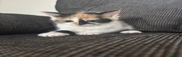 Mixed Breed cats for sale: 5 Kittens  in Lochgelly - Advert 15
