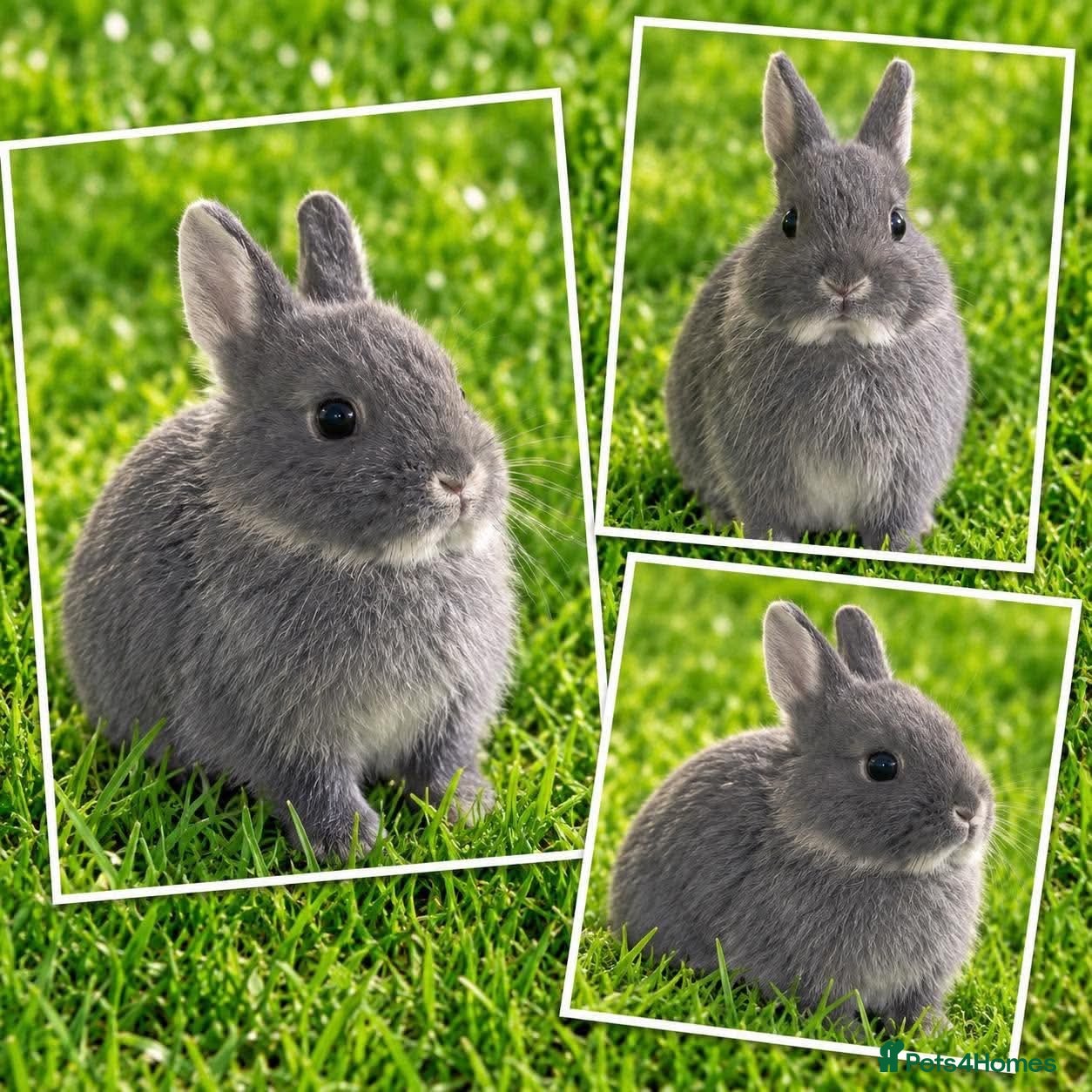 Netherland Dwarf rabbits 10 week old blue neverlands does show stock   - Advert 2