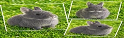 Netherland Dwarf rabbits for sale: 10wk old blue otter netherland does SHOW STOCK   - Advert 1