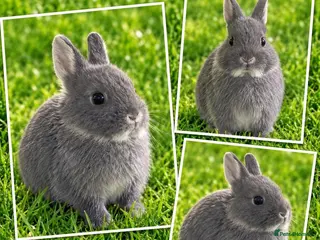 Netherland Dwarf rabbits 10 week old blue neverlands does show stock - Advert 2