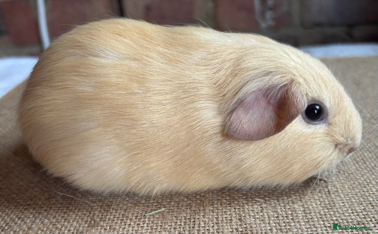 Guinea Pig rodents - Advert 2